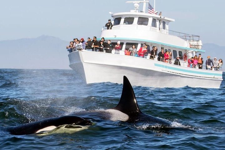 Whale Watching Tour Mirissa Sri Lanka